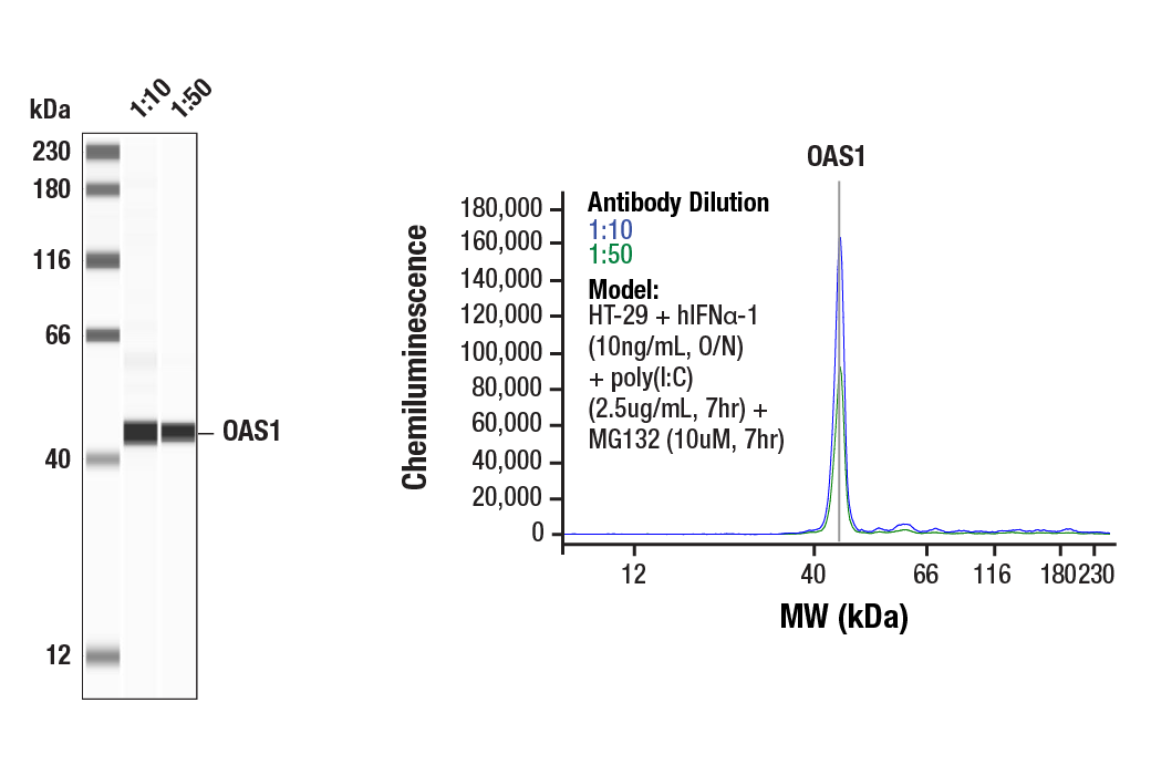 undefined Image 21: Host Cell Viral Restriction Factor Antibody Sampler Kit