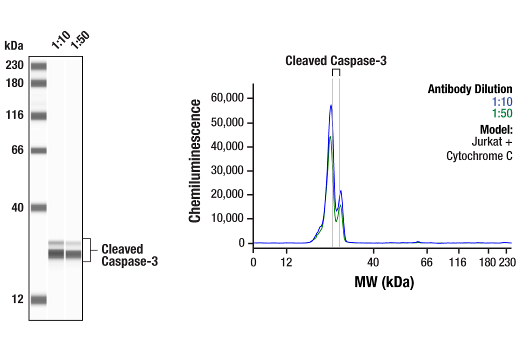 undefined Image 17: Apoptosis Antibody Sampler Kit II