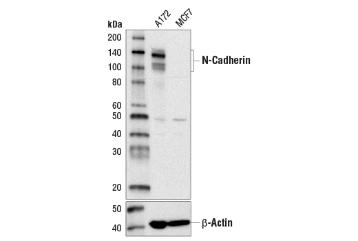 Western Blotting Image 1: N-Cadherin (D4R1H) XP® Rabbit mAb (BSA and Azide Free)