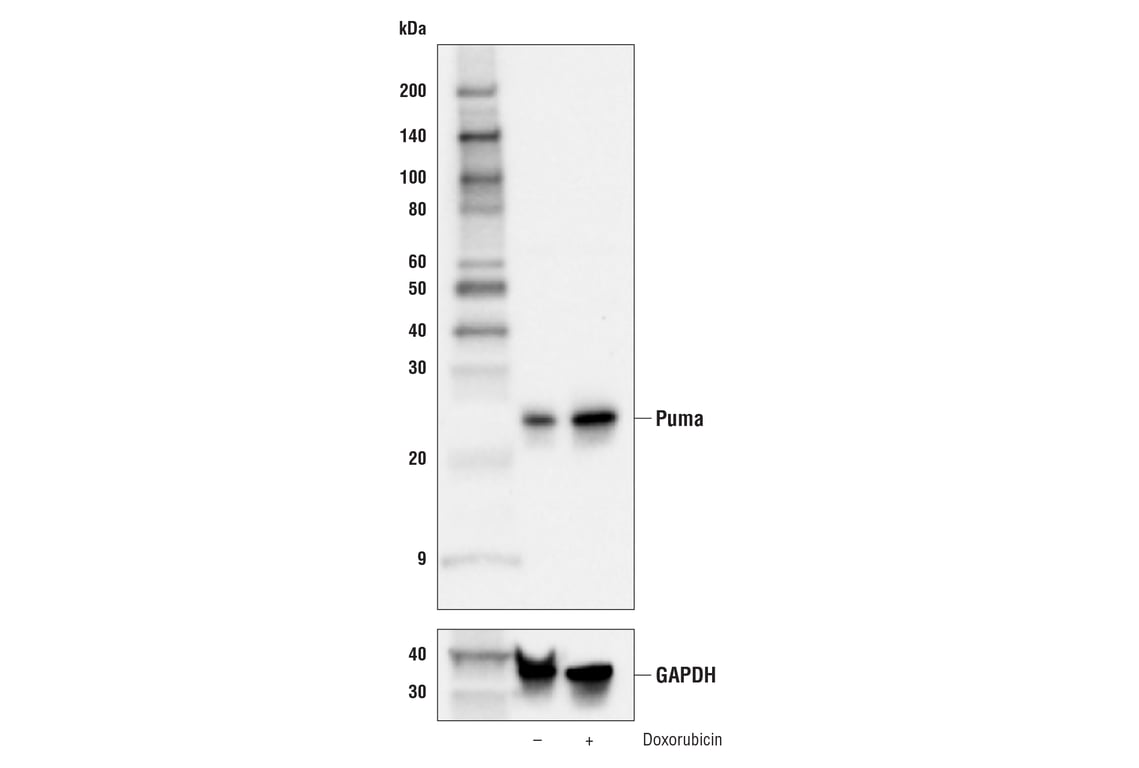 Western Blotting Image 2: Puma (E2P7G) Rabbit mAb