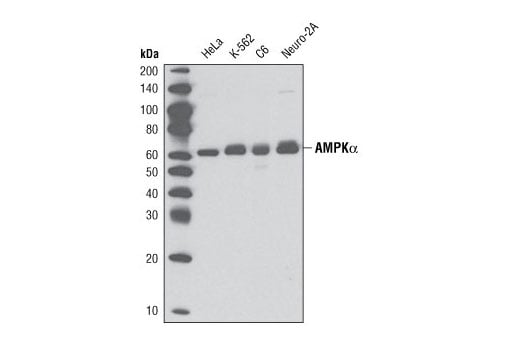 undefined Image 2: PhosphoPlus<sup>®</sup> AMPKα (Thr172) Antibody Duet