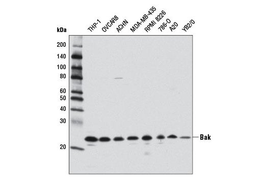 Western Blotting Image 1: Bak (D4E4) Rabbit mAb (BSA and Azide Free)