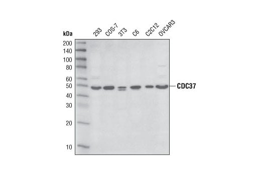 Western Blotting Image 1: CDC37 (D11A3) XP<sup>®</sup> Rabbit mAb