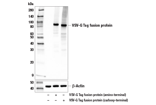 Western Blotting Image 2: VSV-G Tag (E8S5G) Rabbit mAb