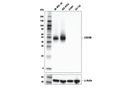 Western Blotting Image 1: CD200 (E5I9V) XP<sup>®</sup> Rabbit mAb