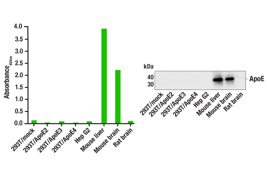 ELISA Image 1: PathScan® RP ApoE Sandwich ELISA Kit