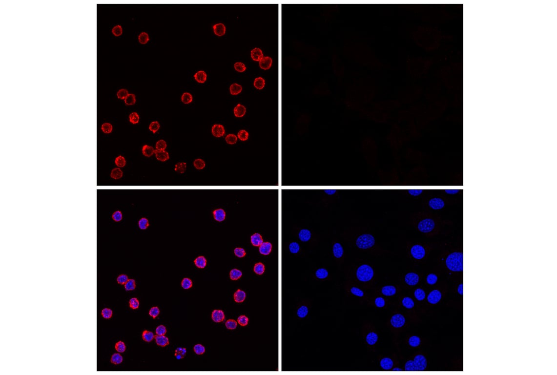 Immunofluorescence Image 1: SLAMF6/Ly108 (E2P7A) Rabbit mAb (Alexa Fluor<sup>®</sup> 647 Conjugate)