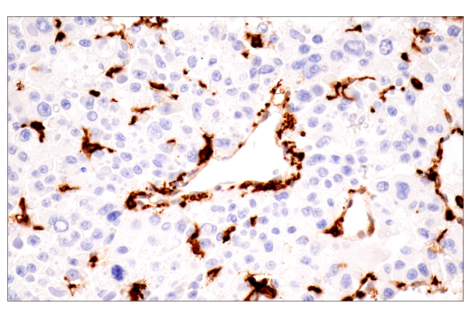 Immunohistochemistry Image 5: p22phox (E7Y1F) XP<sup>®</sup> Rabbit mAb