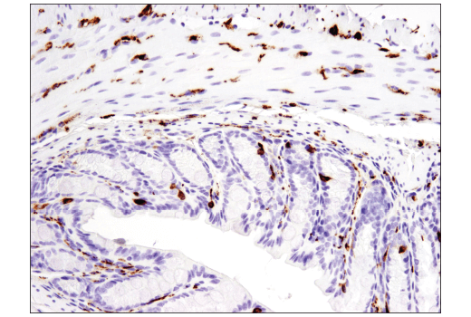 Immunohistochemistry Image 3: Synaptophysin (D8F6H) XP<sup>®</sup> Rabbit mAb (BSA and Azide Free)