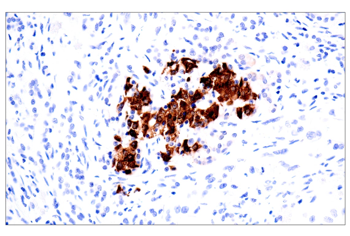 Immunohistochemistry Image 3: C-Peptide (E7U7F) XP<sup>®</sup> Rabbit mAb