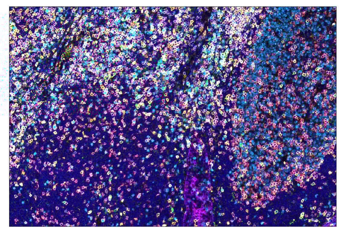 Immunohistochemistry Image 1: ICOS (D1K2T™) & CO-0027-594 SignalStar™ Oligo-Antibody Pair