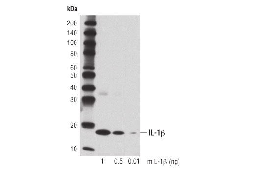 undefined Image 9: Mouse Reactive Inflammasome Antibody Sampler Kit