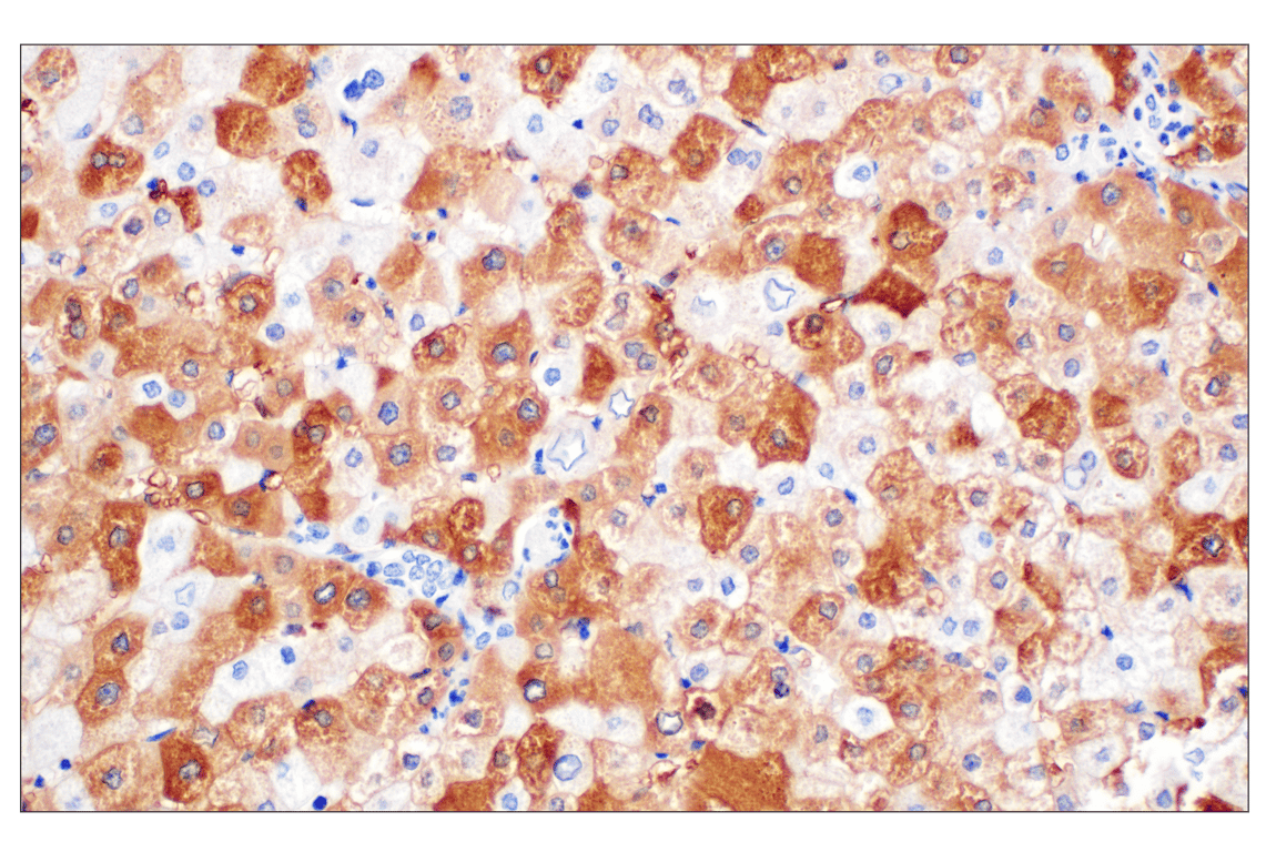 Immunohistochemistry Image 5: FTL (F9O4I) Rabbit mAb