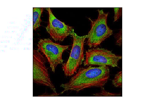 Immunofluorescence Image 1: eIF3A (D51F4) XP<sup>®</sup> Rabbit mAb