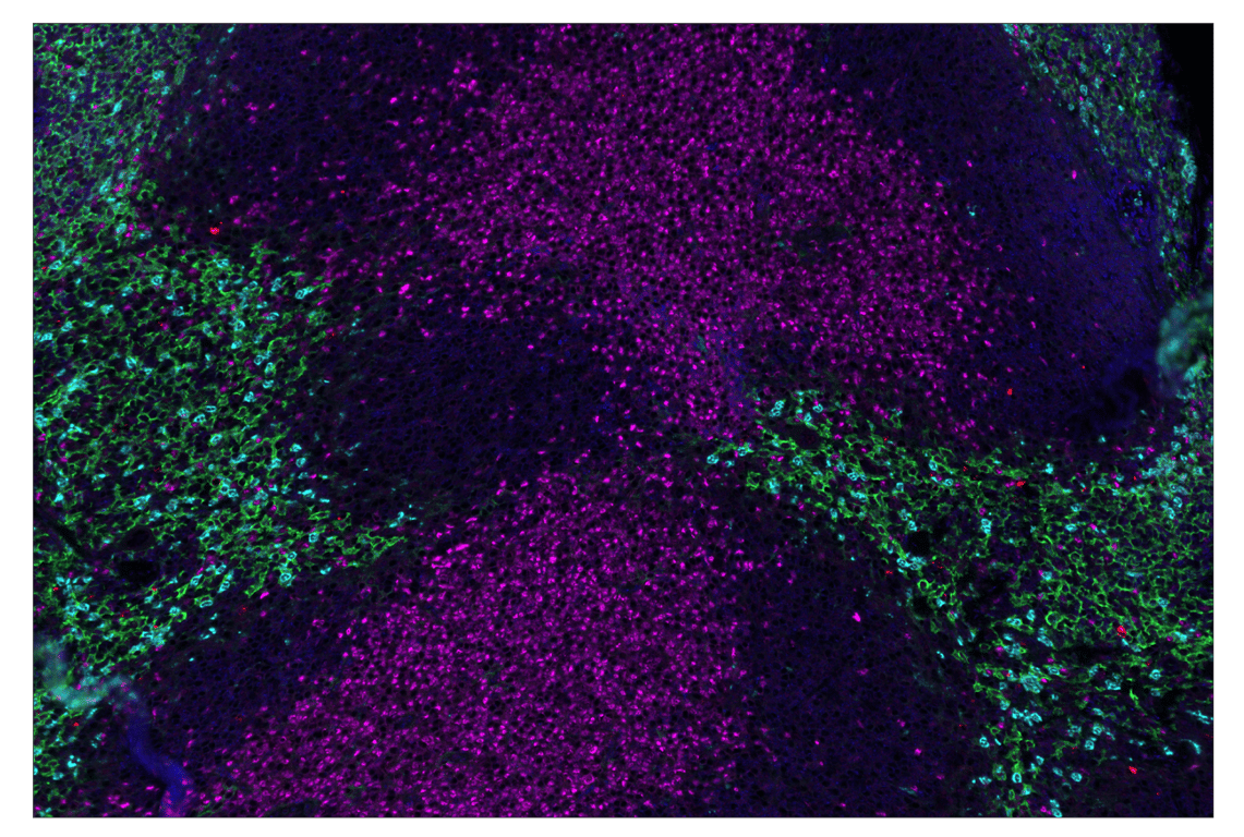 Immunohistochemistry Image 1: Ly-6G (E6Z1T) & CO-0053-594 SignalStar<sup>™</sup> Oligo-Antibody Pair