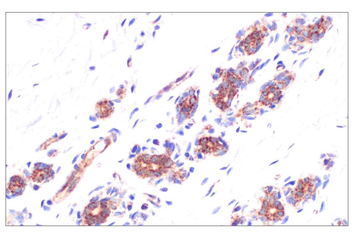 undefined Image 50: Cell Fractionation Antibody Sampler Kit