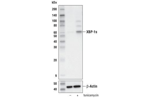 Western Blotting Image 1: XBP-1s (E8C2Z) Mouse mAb