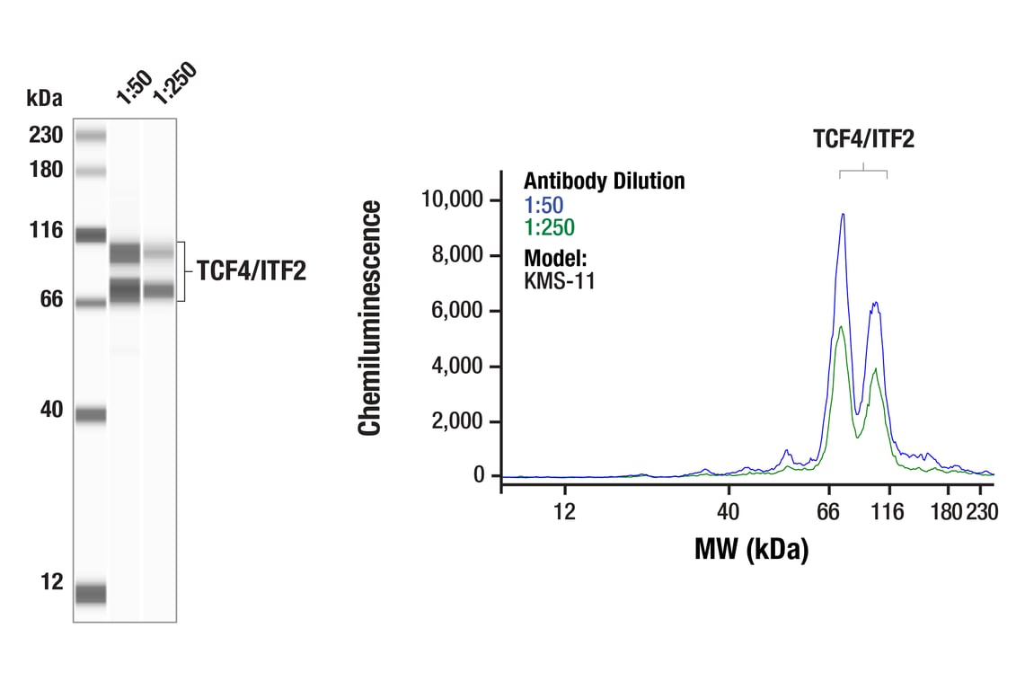 Western Blotting Image 1: TCF4/ITF2 (E3X2Y) Rabbit mAb