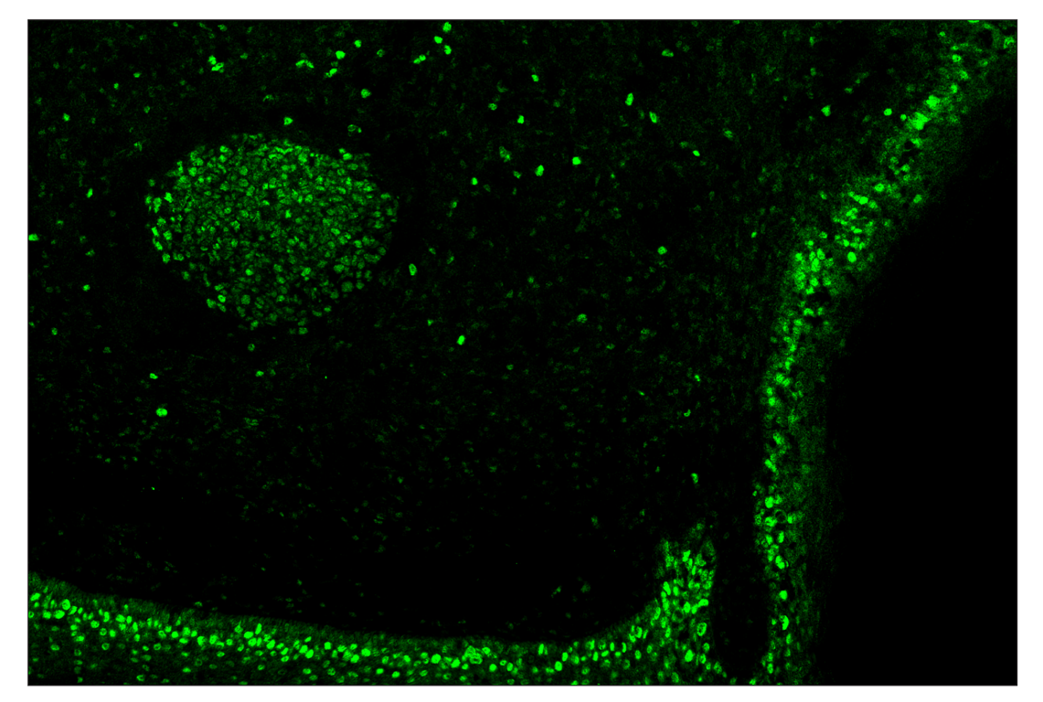 Immunohistochemistry Image 2: PCNA (D3H8P) & CO-0090-488 SignalStar<sup>™</sup> Oligo-Antibody Pair