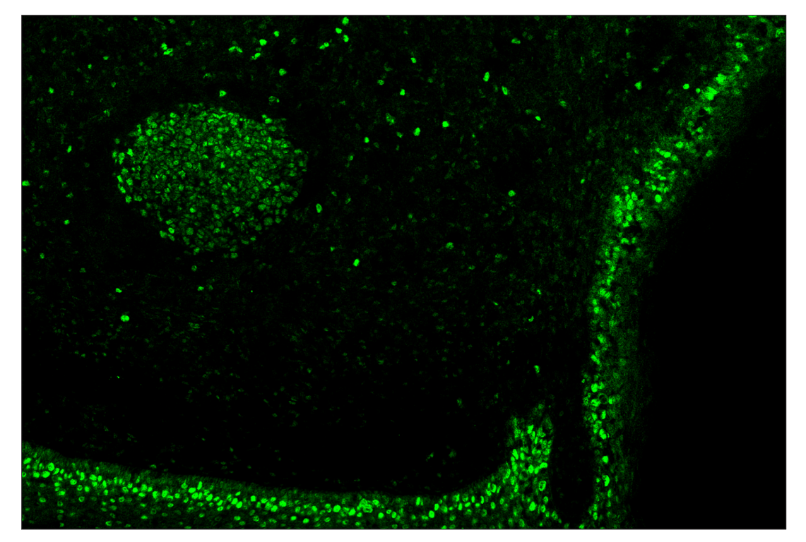 Immunohistochemistry Image 2: PCNA (D3H8P) & CO-0090-594 SignalStar<sup>™</sup> Oligo-Antibody Pair