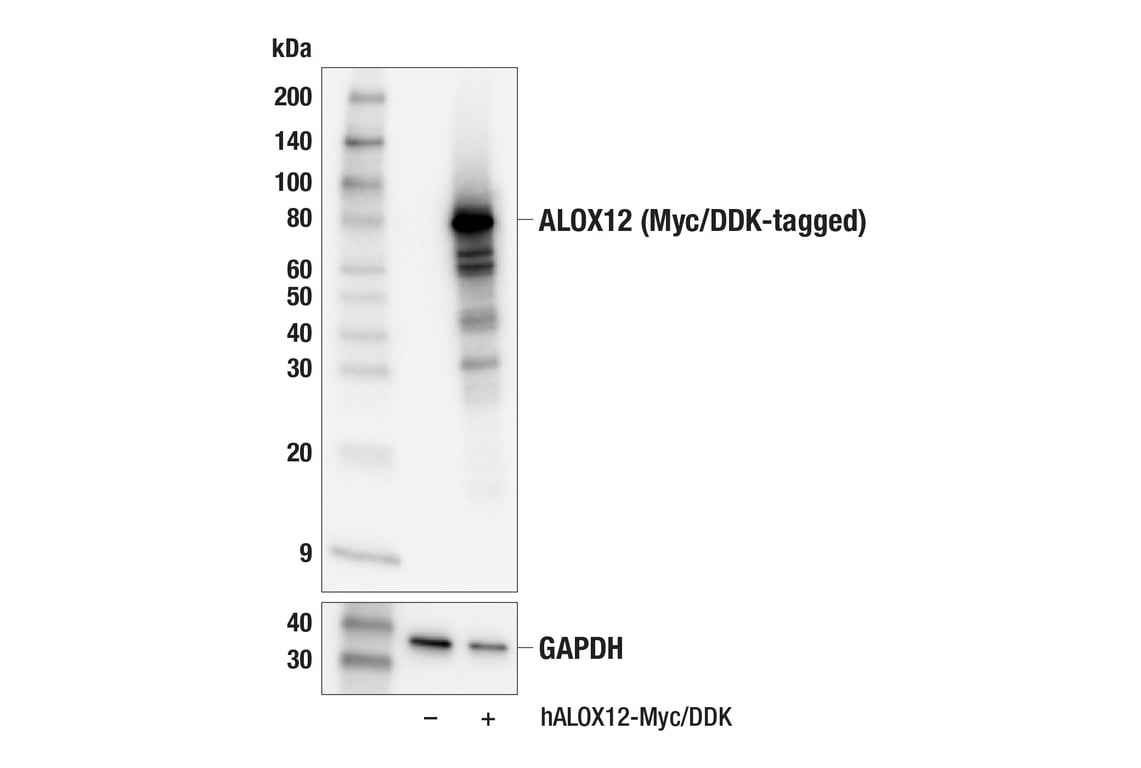 Western Blotting Image 2: ALOX12 (E3O9P) Rabbit mAb