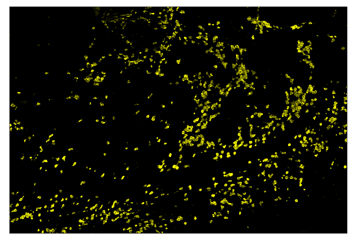 Immunohistochemistry Image 2: Arginase-1 (D4E3M) & CO-0075-750 SignalStar<sup>™</sup> Oligo-Antibody Pair