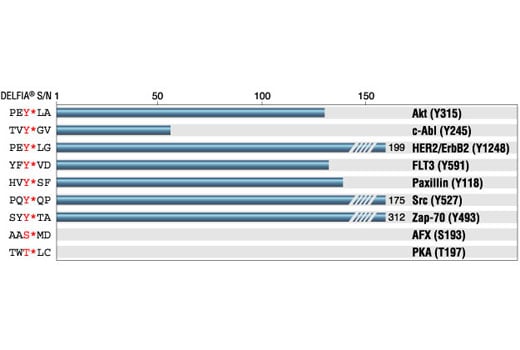 E Image 1: Phospho-Tyrosine Mouse mAb (P-Tyr-100)