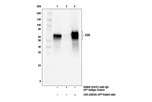 Immunoprecipitation Image 1: CD5 (E8X3S) XP<sup>®</sup> Rabbit mAb