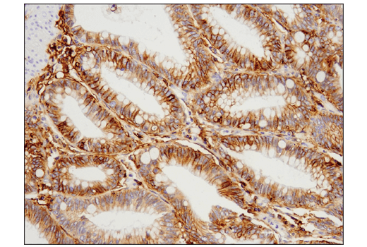 Immunohistochemistry Image 2: 4F2hc/SLC3A2 (D3F9D) XP<sup>®</sup> Rabbit mAb (BSA and Azide Free)