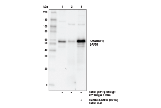 undefined Image 24: BAF Complex Antibody Sampler Kit II