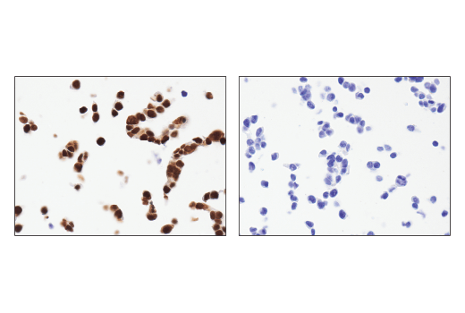 Immunohistochemistry Image 3: Ape1 (E5Y2C) Rabbit mAb (BSA and Azide Free)