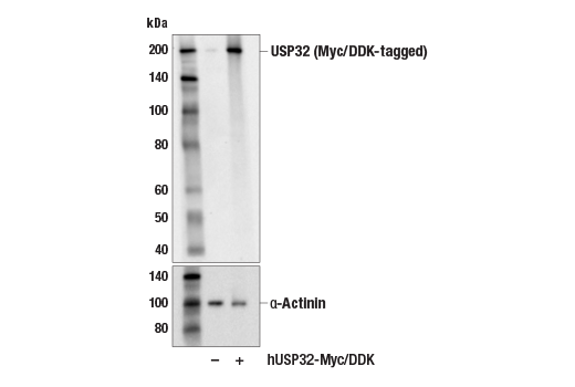 Western Blotting Image 3: USP32 (E8N8G) Rabbit mAb