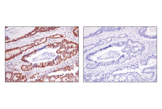 Immunohistochemistry Image 4: Ape1 (E5Y2C) Rabbit mAb (BSA and Azide Free)