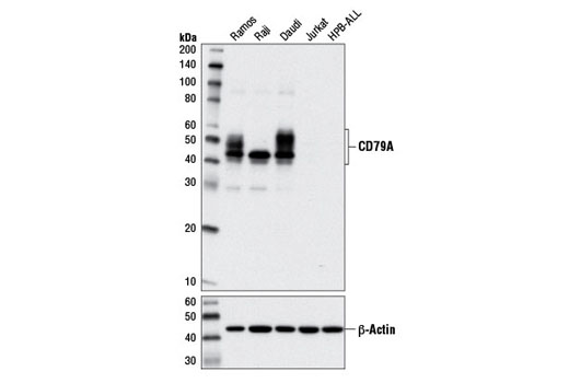 Western Blotting Image 1: CD79A (D1X5C) XP<sup>®</sup> Rabbit mAb (BSA and Azide Free)