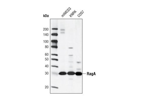 undefined Image 10: Rag and LAMTOR Antibody Sampler Kit