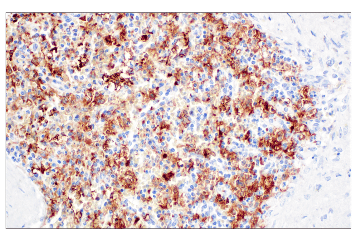 Immunohistochemistry Image 7: FTL (F9O4I) Rabbit mAb