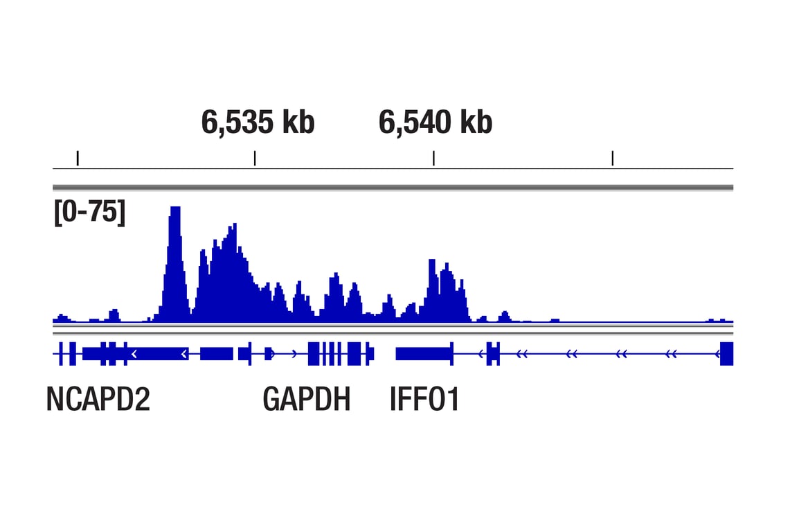 CUT & Tag Image 1: Acetyl-Histone H3 (Lys9) (C5B11) Rabbit mAb