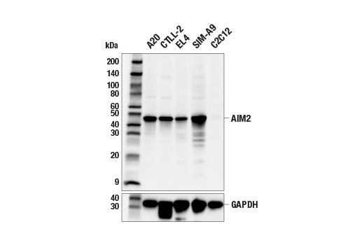 Western Blotting Image 1: AIM2 (E5I8Z) Rabbit mAb