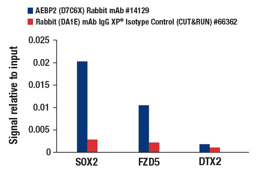 CUT & RUN Image 3: AEBP2 (D7C6X) Rabbit mAb