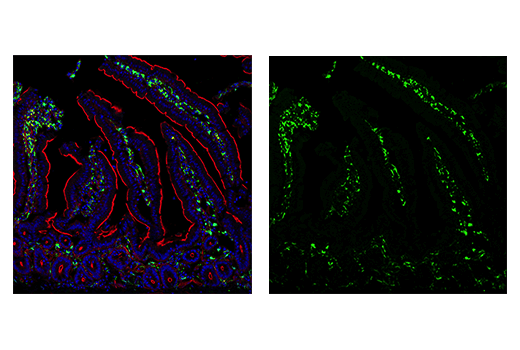 Immunofluorescence Image 2: Iba1/AIF-1 (E4O4W) XP<sup>®</sup> Rabbit mAb (BSA and Azide Free)