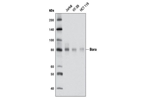 Western Blotting Image 1: Bora (D2B9) Rabbit mAb