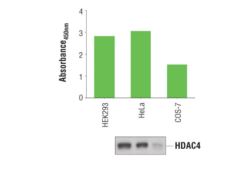 ELISA Image 1: PathScan<sup>®</sup> Total HDAC4 Sandwich ELISA Kit