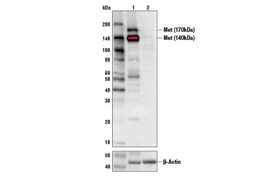 Western Blotting Image 2: Met (D1C2) XP<sup>®</sup> Rabbit mAb (BSA and Azide Free)