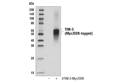 Western Blotting Image 1: TIM-3 (D5D5R™) XP® Rabbit mAb (BSA and Azide Free)
