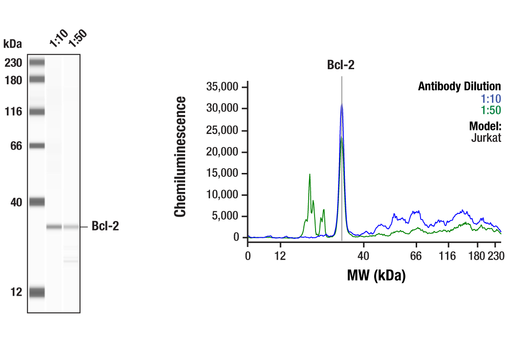 Western Blotting Image 1: Bcl-2 (124) Mouse mAb