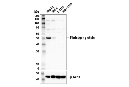 Western Blotting Image 1: Fibrinogen gamma chain (E1U3Z) XP<sup>®</sup> Rabbit mAb