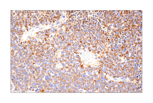 Immunohistochemistry Image 2: MAVS (E8Z7M) Rabbit mAb