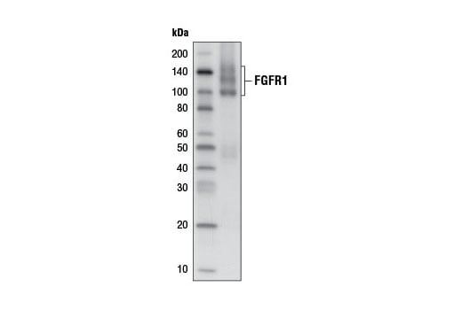 Western Blotting Image 1: FGF Receptor 1 (D8E4) XP<sup>®</sup> Rabbit mAb (Biotinylated)