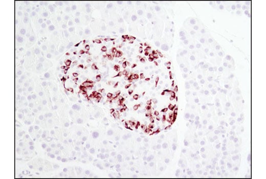 Immunohistochemistry Image 3: Proglucagon (D16G10) XP<sup>®</sup> Rabbit mAb (BSA and Azide Free)