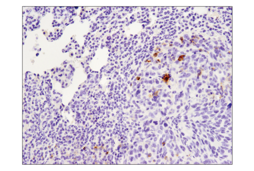 Immunohistochemistry Image 4: PD-L1 (D5V3B) Rabbit mAb (BSA and Azide Free)